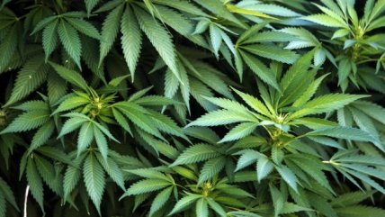  Uruguay: Venta de marihuana parte en 1 o 2 semanas  