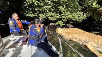   Hallan una ballena jorobada muerta en cercanías de centro de cultivo del Parque Laguna San Rafael 