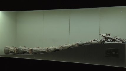   Descubren un nuevo saurópodo del Jurásico temprano en el sur de China 