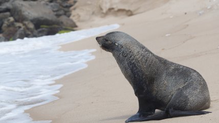  Inusual visitante: Lobo marino apareció en playa de Río de Janeiro 