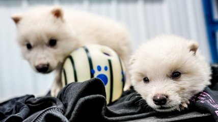  Lobos modificados: Doctor en genética advirtió riesgo de caos ecosistémico a lo Jurassic Park  