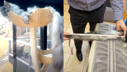   Gatito batió Récord Guinness de la cola más larga del mundo: Mide 47 centímetros 