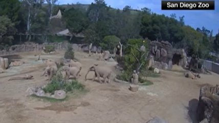   Manada de elefantes protegió con un círculo a cría en medio de un sismo 