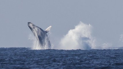  Día de las ballenas y delfines: Los aliados contra el cambio climático que están bajo amenaza  