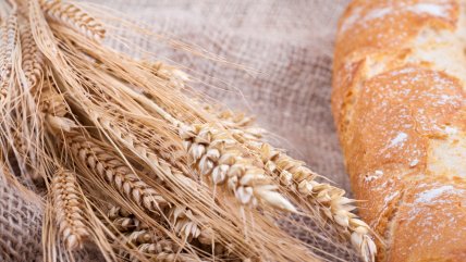   Científicos chilenos logran editar el trigo para que tenga más fibra 