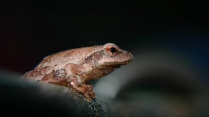  Ranas africanas inspiran estudio chileno que procura la neuroregeneración  