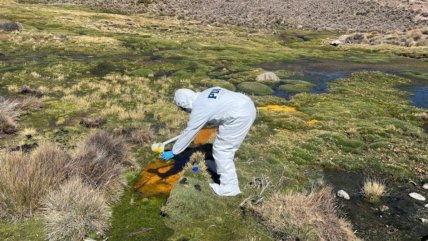   Derrame de 25 mil litros de aceite mantiene en peligro al ecosistema del Lago Chungará 