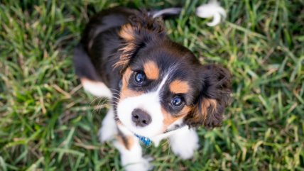   Colegio Médico Veterinario llama a no regalar mascotas en Navidad 