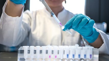   Victoria contra el cáncer de páncreas: científicos españoles lograron la curación completa en ratones 