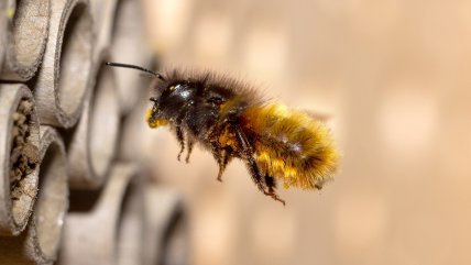   ¿Cuándo es necesario acudir a Urgencia por una picadura de abeja? 