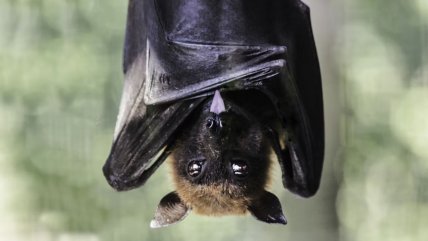   Frutillar: ISP confirmó caso de rabia en murciélago y autoridades activan protocolos preventivos 