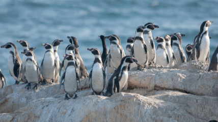   Alerta por el pingüino de Humboldt: advierten riesgos tras retiro de decretos medioambientales 