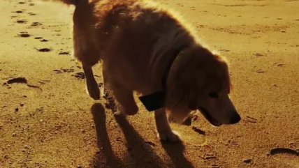   Perrito murió tras recibir descarga eléctrica de alumbrado público en Viña del Mar 