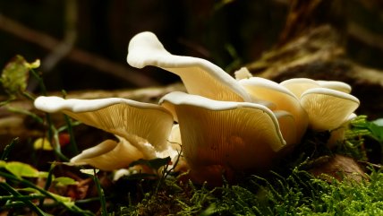   El reino Fungi como pilar esencial para la supervivencia humana 