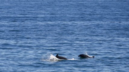   Junto al calor, delfines llegaron a la costa de Viña del Mar 