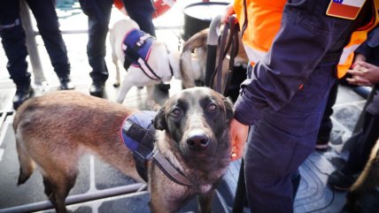   Egresados: cuatro perros Belga Malinois ya son parte de la Policía Marítima 