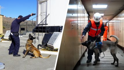   El entrenamiento de nuevos canes Belga Malinois de la Armada 